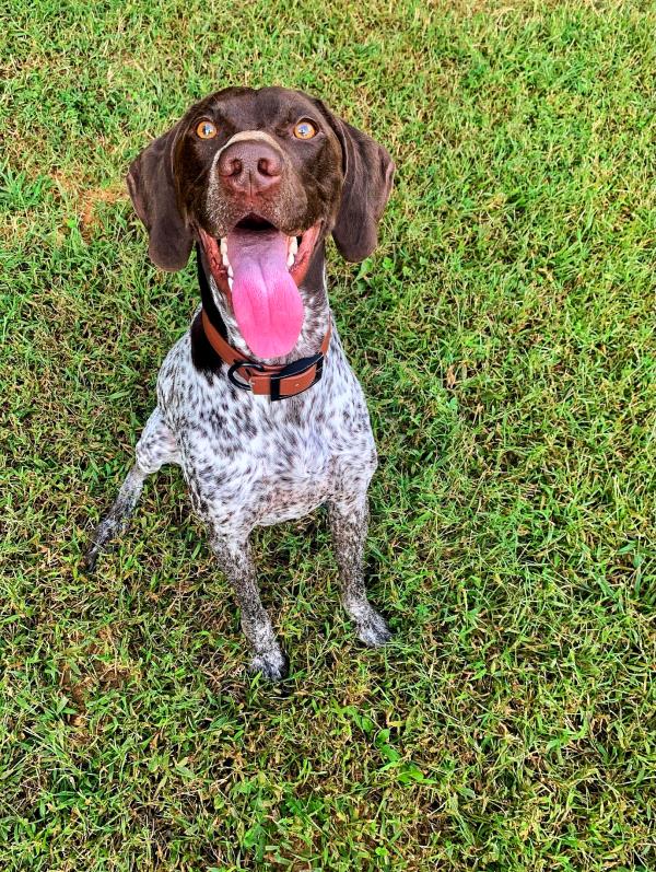 /images/uploads/southeast german shorthaired pointer rescue/segspcalendarcontest2021/entries/21778thumb.jpg